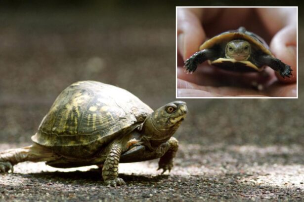 Woman nabbed trying to smuggle 29 turtles wrapped in socks into Canada