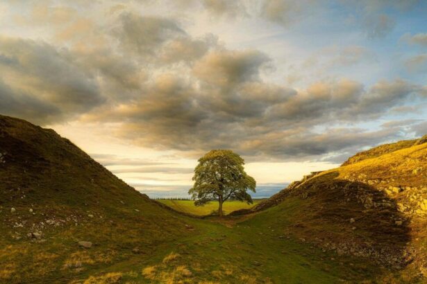 One Year After England’s Famous Sycamore Gap Tree Was Illegally Felled, a New Exhibition Honors Its Legacy