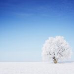 A beautiful snow-covered tree standing in snow with a blue sky in the background.