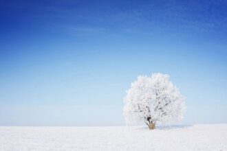 A beautiful snow-covered tree standing in snow with a blue sky in the background.