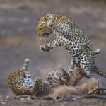 two leopards fighting in dirt