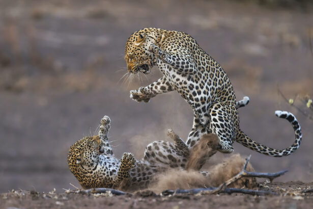 two leopards fighting in dirt