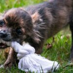 3 Upcycled Dog Toys You Can Make