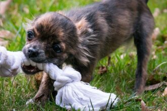 3 Upcycled Dog Toys You Can Make