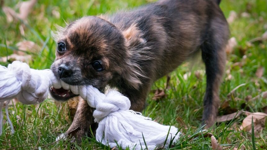 3 Upcycled Dog Toys You Can Make