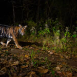 5 fascinating wildlife images from National Geographic's Pictures of the Year