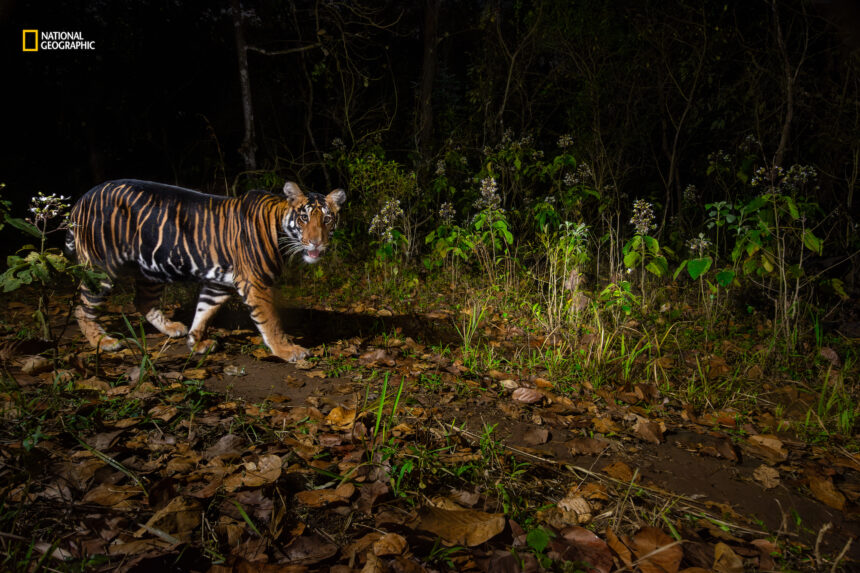 5 fascinating wildlife images from National Geographic's Pictures of the Year