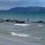 Almost 40 whales refloated after stranding at Northland beach