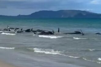 Almost 40 whales refloated after stranding at Northland beach