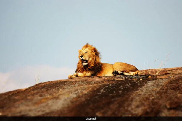 Animals Fear Humans More Than Lions In South Africa’s Wild: Study