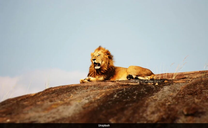 Animals Fear Humans More Than Lions In South Africa's Wild: Study