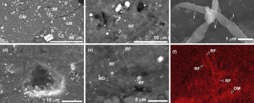 Asteroid Fragment Reveals Signs of Life, But It's Not What You Think : ScienceAlert