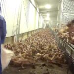 Ban new intensive poultry farming