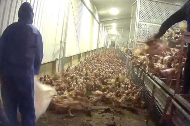 Ban new intensive poultry farming