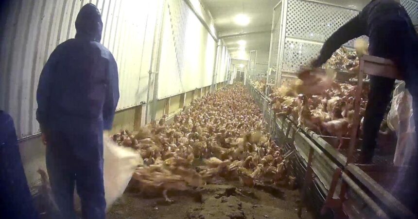 Ban new intensive poultry farming