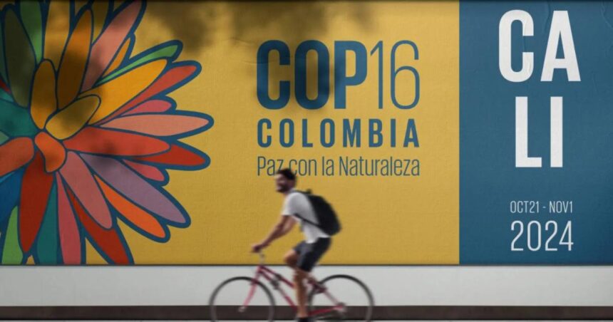 Biodiversity fund COP16 row