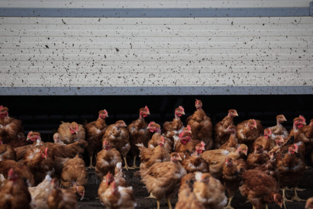 Bird flu risk to humans: Canadian case has unsettling viral mutations