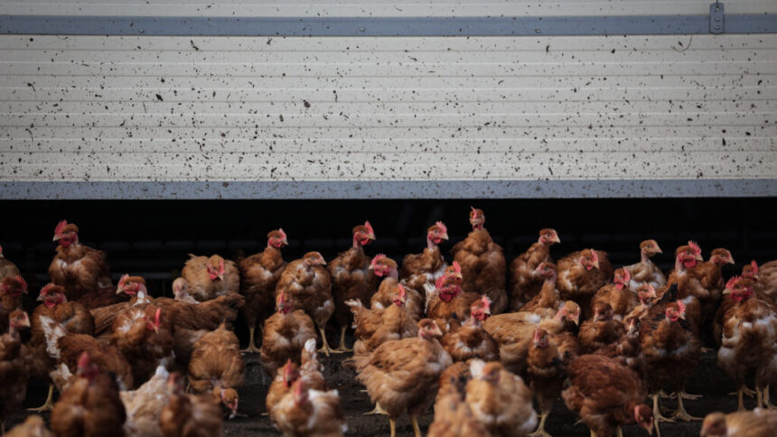 Bird flu risk to humans: Canadian case has unsettling viral mutations