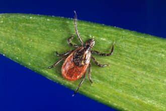 Boulder County reports first 2024 human case of tularemia