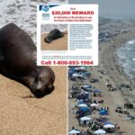 California sea lion's killer sought by federal and state officials