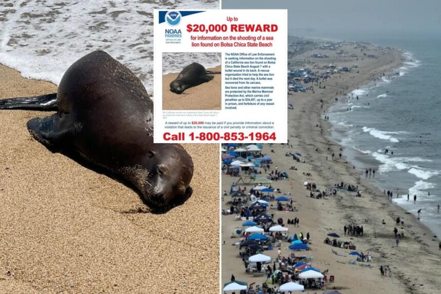 California sea lion's killer sought by federal and state officials