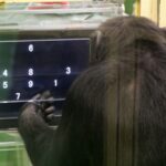 Chimps do better at difficult tasks when they have an audience