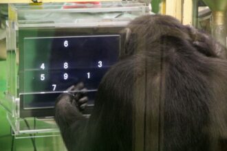 Chimps do better at difficult tasks when they have an audience