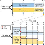 Cigarette smoke alters microbiota and aggravates flu severity, researchers find