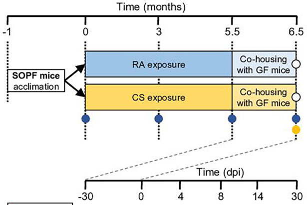 Cigarette smoke alters microbiota and aggravates flu severity, researchers find