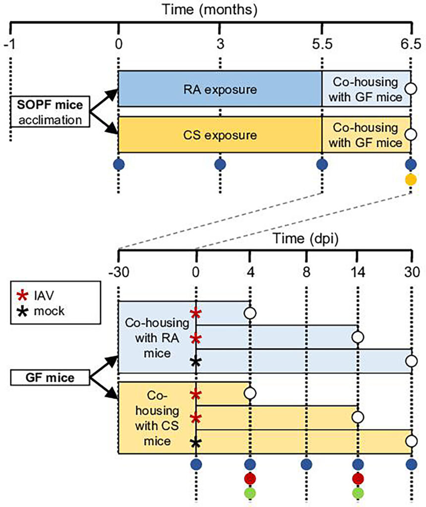 Cigarette smoke alters microbiota and aggravates flu severity, researchers find