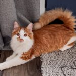 Curly-Tailed Cats Communicate with an ‘Accent’