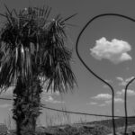 a black-and-white photo of a palm tree and a cloud framed in a round wire shape