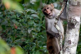 First Of 43 Escaped Lab Monkeys Caught. 42 Still On The Run