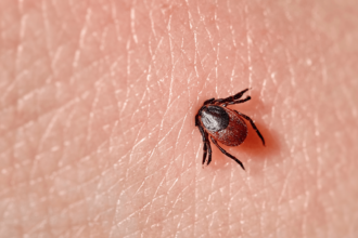 How hitchhiking ticks are bringing diseases to new places