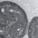 A microscopy image of the Chonkus cyanobacterium.