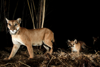 Mountain lions in Los Angeles become night owls to avoid humans