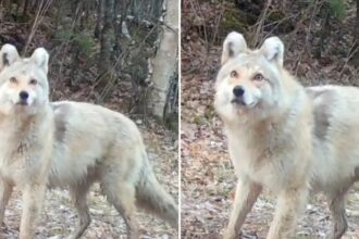 Mysterious 'Wyote Dog' Has Experts Stunned As They Try to Identify Beast