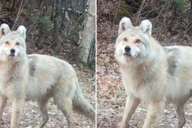 Mysterious ‘Wyote Dog’ Has Experts Stunned As They Try to Identify Beast