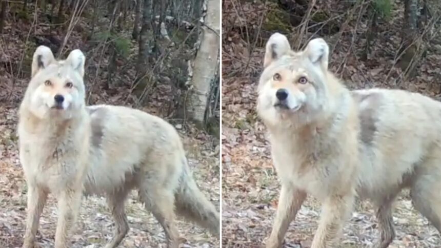 Mysterious 'Wyote Dog' Has Experts Stunned As They Try to Identify Beast