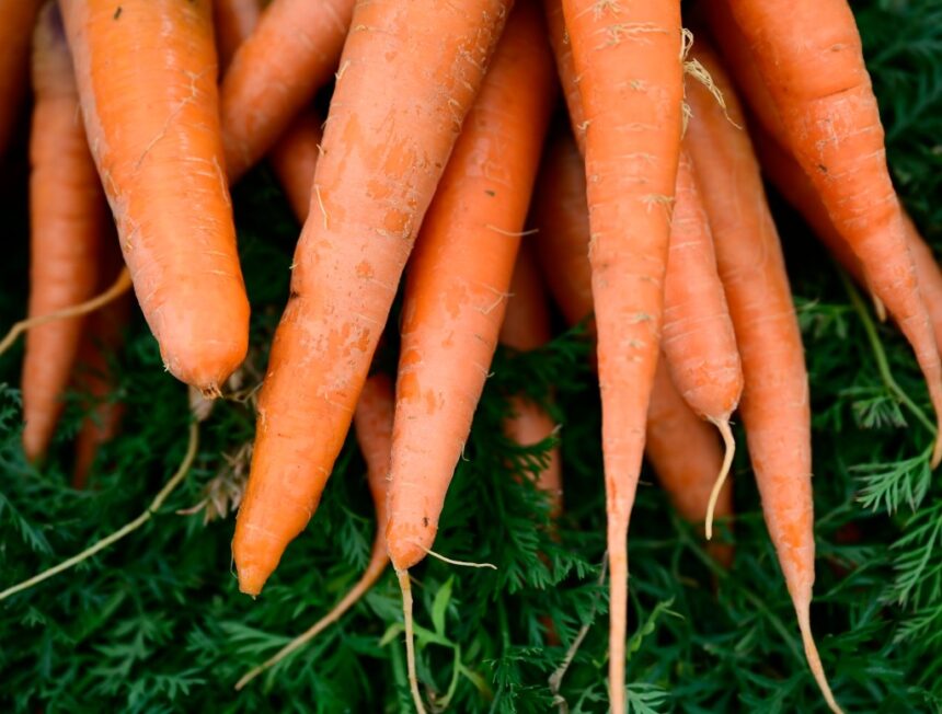 One dead, dozens hospitalized after E. coli outbreak in organic carrots