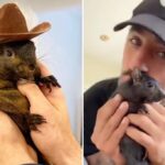 Peanut the Squirrel, beloved pet and internet sensation, put to death by New York State