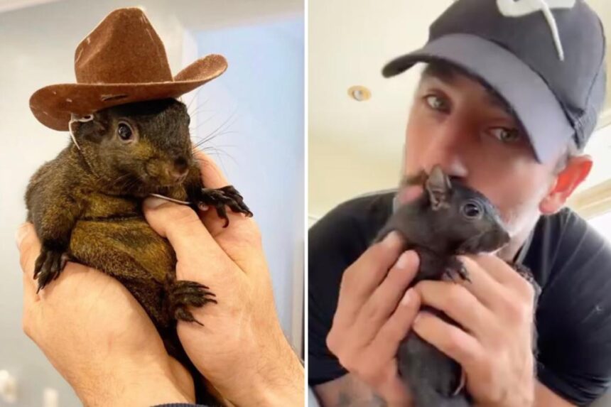 Peanut the Squirrel, beloved pet and internet sensation, put to death by New York State