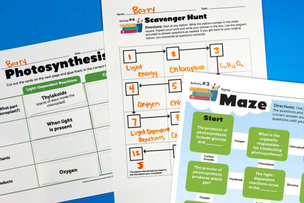 Photosynthesis Worksheets for Middle + High School. Free to Print!