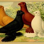 an illustration of fancy pigeons from a 1906 natural history book, Illustriertes Prachtwerk sämtlicher Taubenrassen