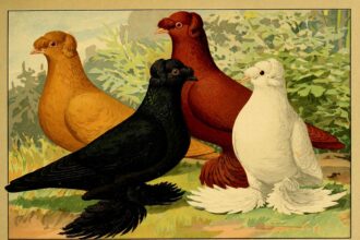 an illustration of fancy pigeons from a 1906 natural history book, Illustriertes Prachtwerk sämtlicher Taubenrassen