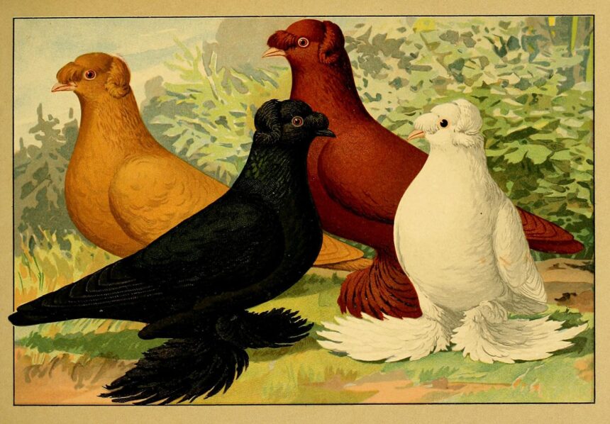 an illustration of fancy pigeons from a 1906 natural history book, Illustriertes Prachtwerk sämtlicher Taubenrassen