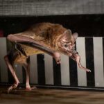 A vampire bat is mid-stride in a run on a treadmill, with its hind limbs both down and its front limbs in mid-air. The background of the treadmill is black and white stripes.