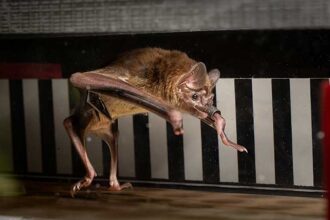 A vampire bat is mid-stride in a run on a treadmill, with its hind limbs both down and its front limbs in mid-air. The background of the treadmill is black and white stripes.