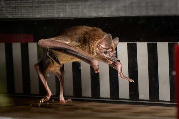 Putting vampire bats on treadmills reveals an unusual metabolism