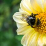 Rare bees kill Meta’s nuclear-powered AI data center plans